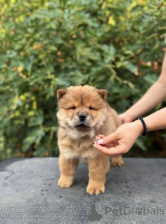 Photo №2 to announcement № 175478 for the sale of chow chow - buy in Serbia 