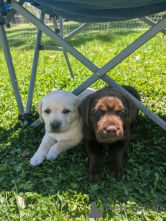 Photo №1. labrador retriever - for sale in the city of Флорида Сити | 1000$ | Announcement № 138968