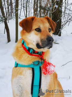 Photo №2 to announcement № 126580 for the sale of non-pedigree dogs - buy in Russian Federation 