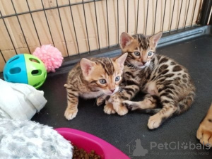 Photo №1. bengal cat - for sale in the city of Uman' | Is free | Announcement № 10003
