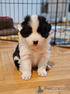 Photo №1. border collie - for sale in the city of Valeovo | 1548$ | Announcement № 163560