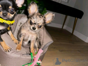 Photo №1. chihuahua - for sale in the city of Berlin | 282$ | Announcement № 137130