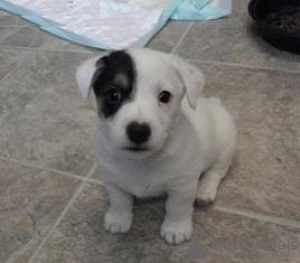 Photo №1. jack russell terrier - for sale in the city of Derby | negotiated | Announcement № 97010