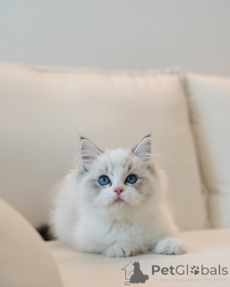 Photo №2 to announcement № 154916 for the sale of ragdoll - buy in Germany breeder
