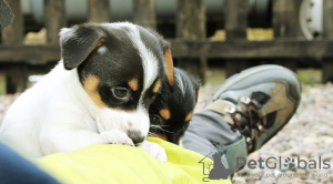 Photo №1. jack russell terrier - for sale in the city of Berlin | negotiated | Announcement № 126471