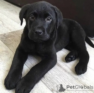 Photo №1. labrador retriever - for sale in the city of Santa Cruz de la Sierra | negotiated | Announcement № 112300