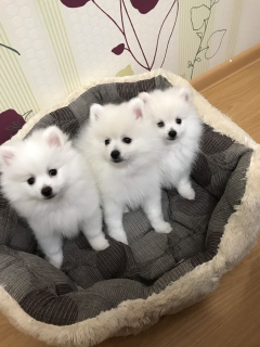 Photo №2 to announcement № 1734 for the sale of german spitz - buy in Russian Federation breeder