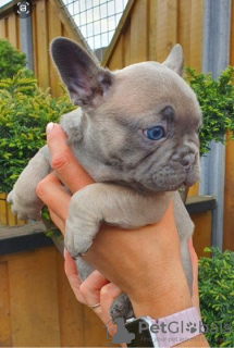 Photo №1. french bulldog - for sale in the city of Вилкавишкис | 370$ | Announcement № 75755