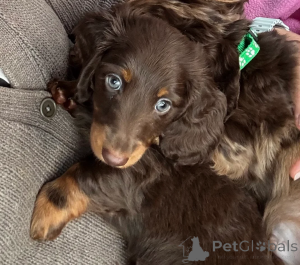 Photo №1. dachshund - for sale in the city of Davenport | 250$ | Announcement № 173915