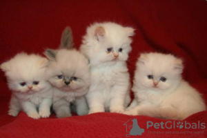 Photo №1. persian cat - for sale in the city of Стамбул | negotiated | Announcement № 10902