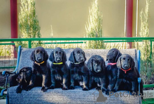 Photo №1. flat-coated retriever - for sale in the city of Mariupol | negotiated | Announcement № 10798