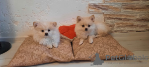 Photo №4. I will sell german spitz in the city of Orsha. private announcement - price - 214$