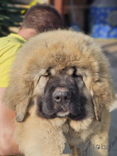 Photo №2 to announcement № 144427 for the sale of caucasian shepherd dog - buy in Serbia breeder