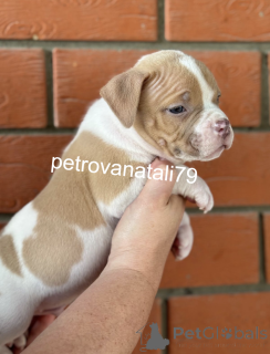 Photo №2 to announcement № 146110 for the sale of american bully - buy in Russian Federation breeder