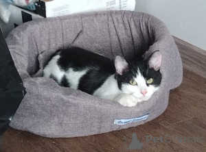 Photo №3. Kitten Mishenka is looking for a house. Russian Federation