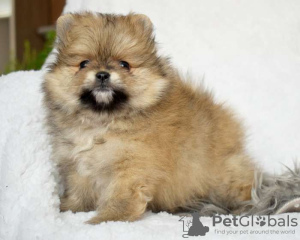 Photo №2 to announcement № 123897 for the sale of pomeranian - buy in Sweden private announcement