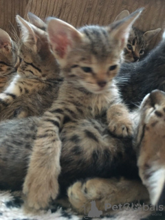 Photo №3. Healthy Savannah kittens for Adoption now to loving homes. United States