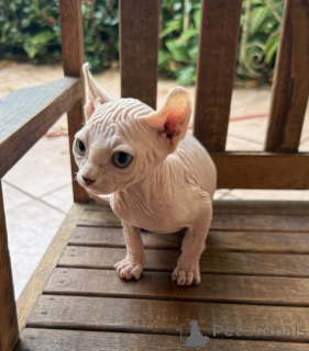Photo №1. sphynx cat - for sale in the city of Usedom | 361$ | Announcement № 173650