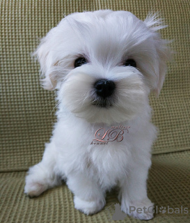 Photo №1. maltese dog - for sale in the city of Kiev | 1500$ | Announcement № 16254