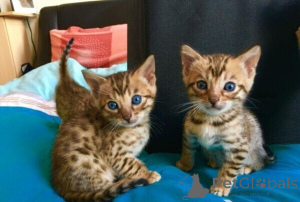Photo №1. bengal cat - for sale in the city of Aizlingen | 329$ | Announcement № 147235