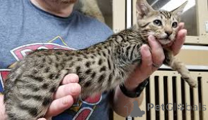 Photo №3. Ocicat-Kätzchen zu verkaufen. Finland