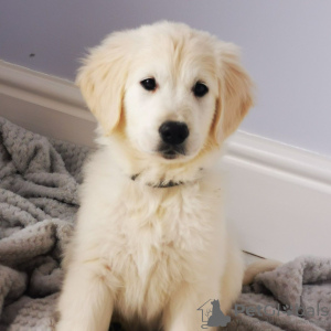 Photo №4. I will sell golden retriever in the city of Müllheim. private announcement, from nursery - price - 449$