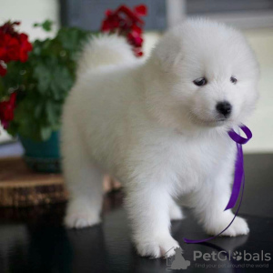 Additional photos: CUTE SAMOYED PUPPIES AVAILABLE FOR SALE