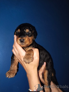 Photo №1. airedale terrier - for sale in the city of Badenheim | negotiated | Announcement № 166352