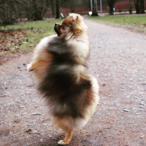 Photo №3. The bred Pomeranian girl. Russian Federation