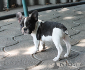 Photo №3. French bulldog puppies. Ukraine