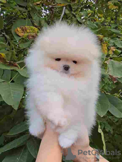 Photo №1. pomeranian - for sale in the city of Belgrade | Is free | Announcement № 122042