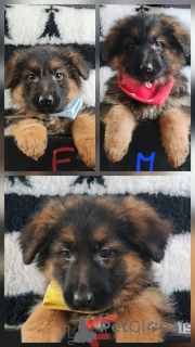 Photo №1. australian shepherd - for sale in the city of Marseilles | Is free | Announcement № 161637
