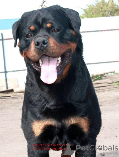 Photo №4. I will sell rottweiler in the city of Voronezh. private announcement - price - 391$
