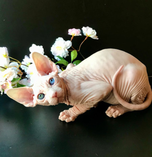 Photo №1. sphynx-katze - for sale in the city of Kharkov | 1500$ | Announcement № 5081