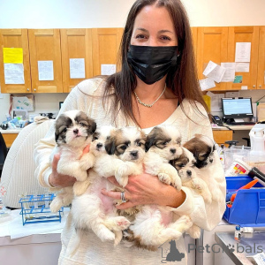 Photo №1.  - for sale in the city of Asbestos | negotiated | Announcement № 161565