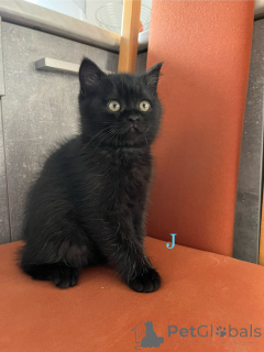 Photo №3. British shorthair kitten. Germany