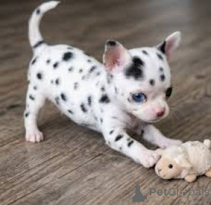 Photo №1. chihuahua - for sale in the city of Washington | 600$ | Announcement № 173361