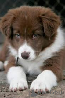 Photo №3. Border Collie Welpen zu verkaufen. Austria