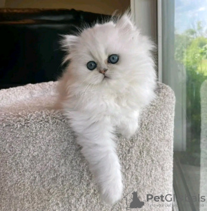 Photo №1. persian cat - for sale in the city of Калифорния Сити | 950$ | Announcement № 124172