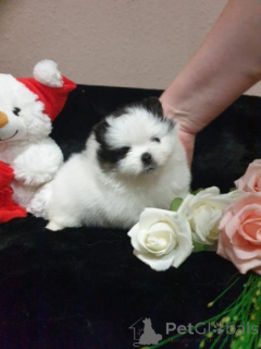 Photo №1. pomeranian - for sale in the city of Augsburg | negotiated | Announcement № 167388