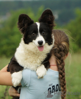 Photo №3. Welsh Corgi Cardigan. Fluffy.. Germany