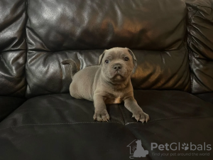 Photo №1. staffordshire bull terrier - for sale in the city of Белтинци | 420$ | Announcement № 8046