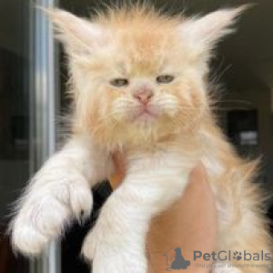 Photo №1. british longhair - for sale in the city of Hartford | 600$ | Announcement № 109900