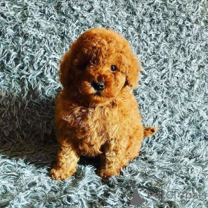 Photo №1. poodle (toy) - for sale in the city of Dronninglund | negotiated | Announcement № 168253