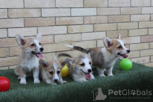 Additional photos: Welsh Corgi Pembroke puppies