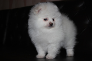 Photo №1. pomeranian - for sale in the city of Minsk | Is free | Announcement № 5204