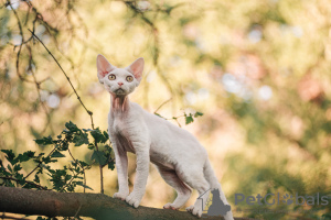 Photo №4. I will sell devon rex in the city of Москва. private announcement, from nursery, breeder - price - 1500$