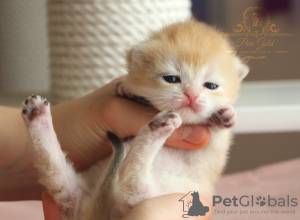 Additional photos: British kittens golden chinshilas