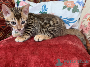 Photo №1. bengal cat - for sale in the city of St. Petersburg | negotiated | Announcement № 7222