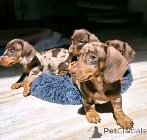Photo №1. dachshund - for sale in the city of Alushta | 516$ | Announcement № 176294